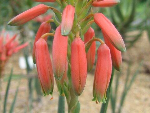 Aloe verecunda