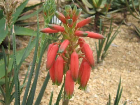 Aloe verecunda