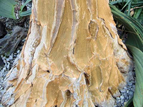Aloe dichotoma