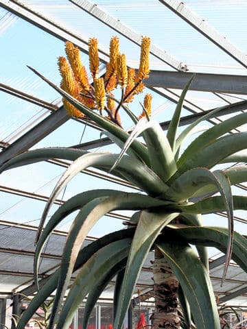 Aloe ferox