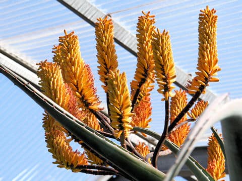 Aloe ferox