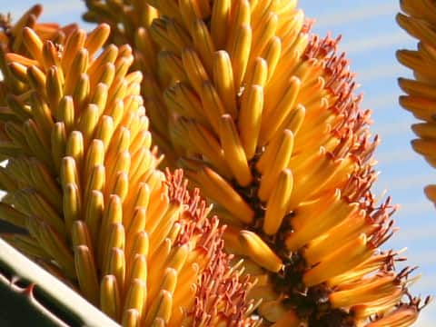 Aloe ferox