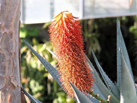 Aloe ferox