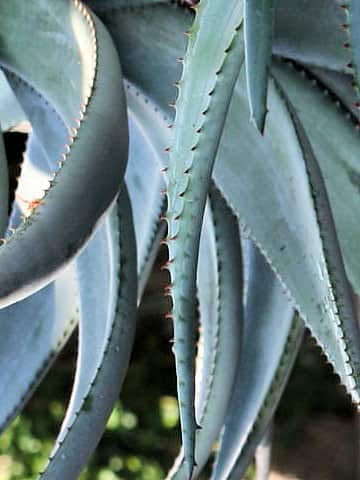 Aloe ferox