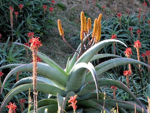 Aloe ferox