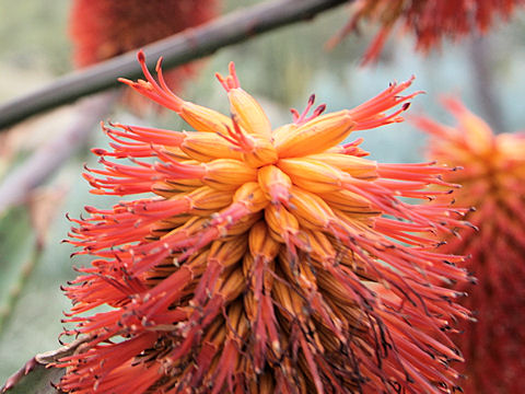Aloe ferox