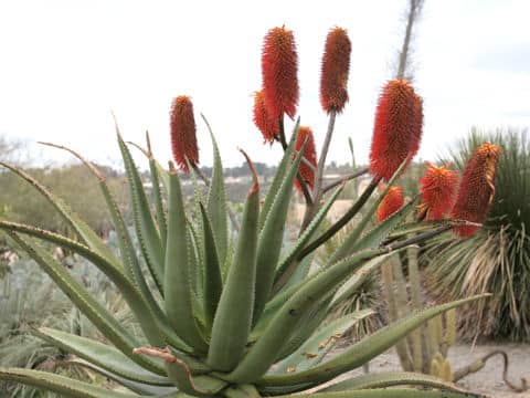 Aloe ferox