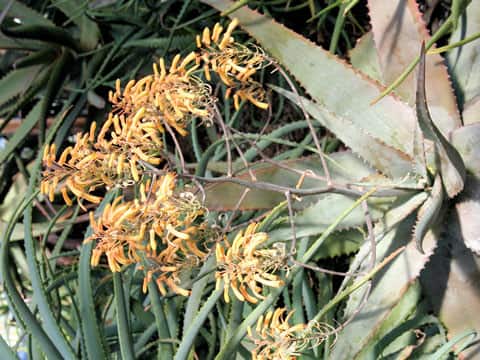 Aloe glauca