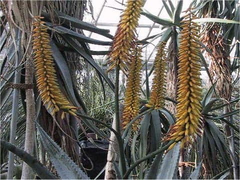 Aloe hereoensis