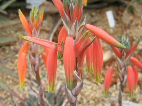 Aloe humilis