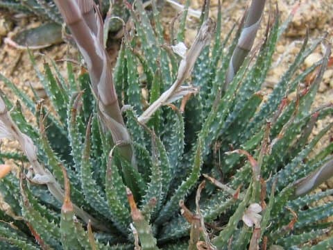 Aloe humilis