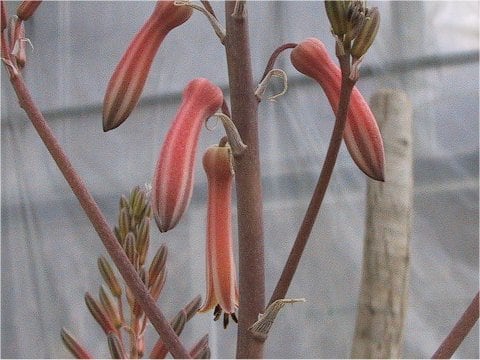 Aloe jacksonii