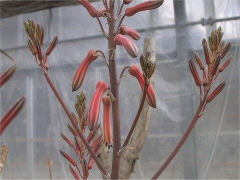 Aloe jacksonii
