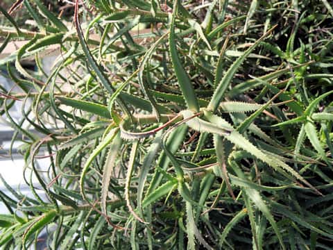 Aloe kendogensis