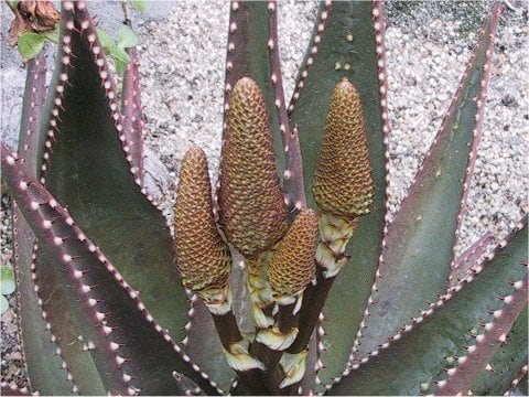 Aloe limpopovalley