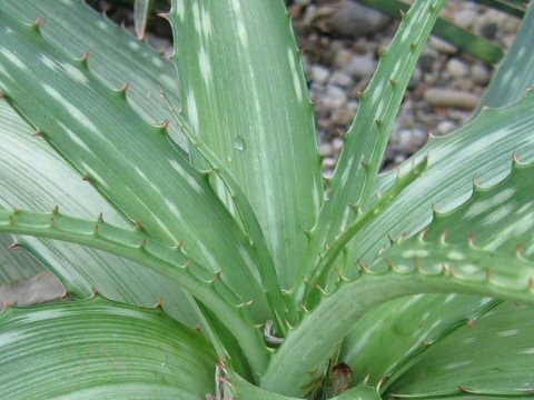 Aloe somaliensis var. marmorata