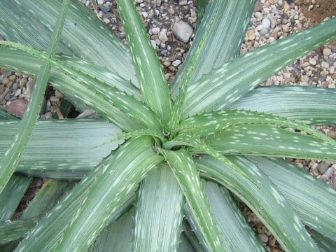 Aloe somaliensis var. marmorata