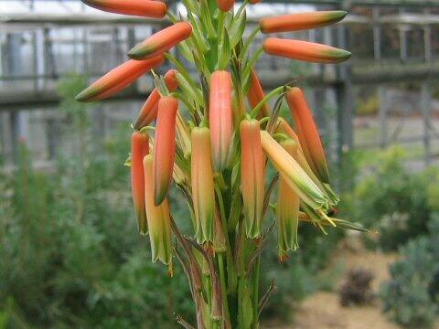 Aloe lineata var. muirii