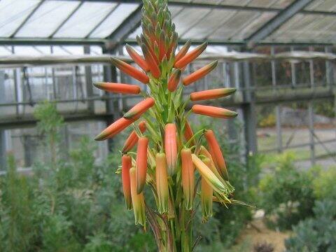 Aloe lineata var. muirii