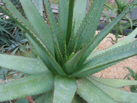 Aloe lineata var. muirii