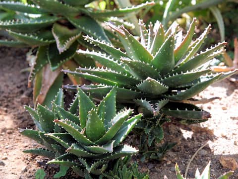 Aloe nobilis