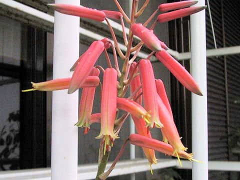 Aloe nobilis