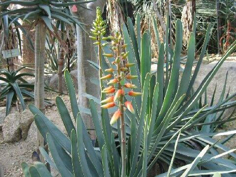 Aloe plicatilis