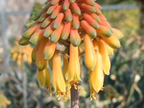 Aloe sinkatana