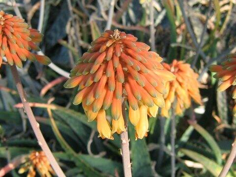 Aloe sinkatana