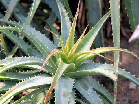 Aloe spinosissima