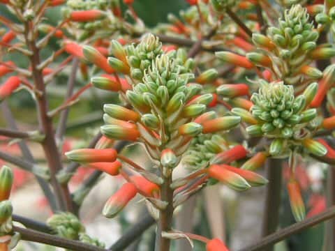 Aloe striata
