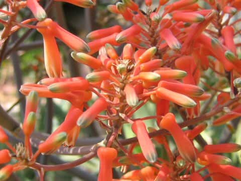 Aloe striata
