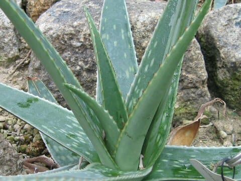 Aloe verdo-orniae