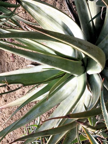 Aloe wickensii