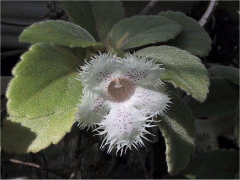 Alsobia cv. San Miguel