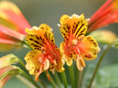 Alstroemeria sp.