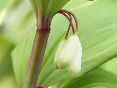 Polygonatum odoratum var. pluriflorum
