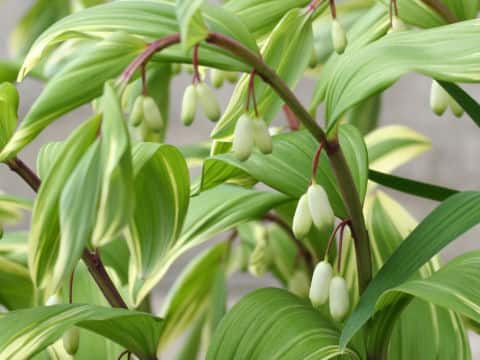 Polygonatum odoratum var. pluriflorum