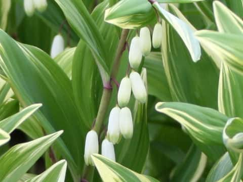 Polygonatum odoratum var. pluriflorum