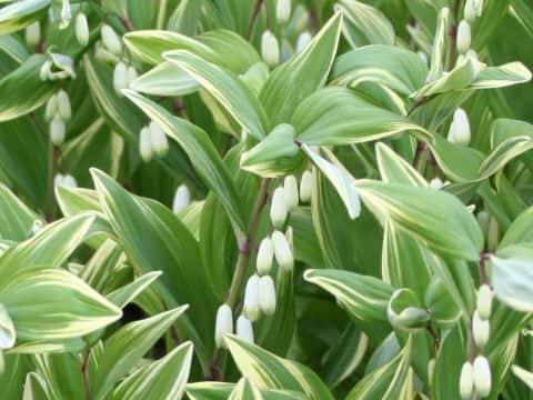 Polygonatum odoratum var. pluriflorum