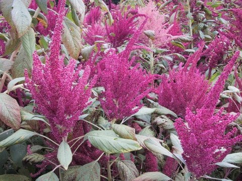 Amaranthus hypochondriacus