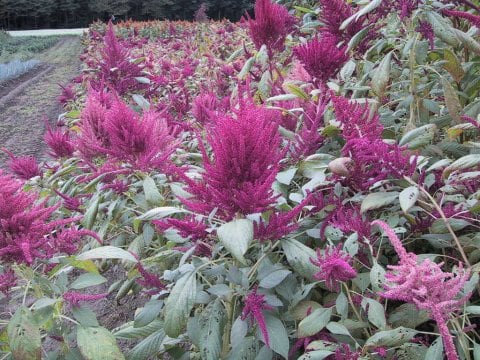 Amaranthus hypochondriacus