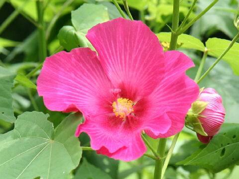 Hibiscus moscheutos
