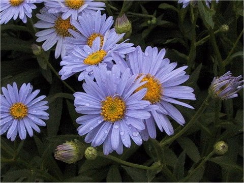 Boltonia asteroides