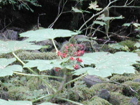 Oplopanax horridus