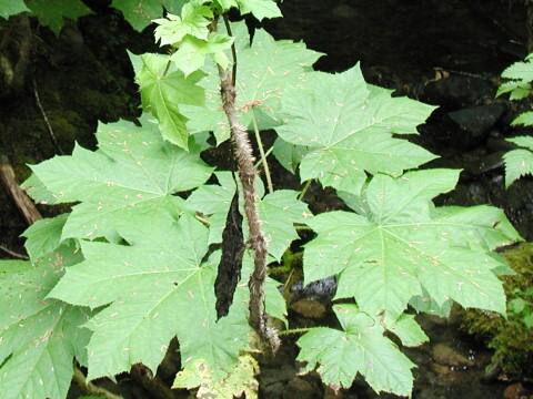 Oplopanax horridus