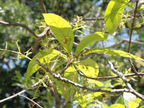 Chionanthus virginicus