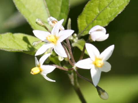 Solanum americanum