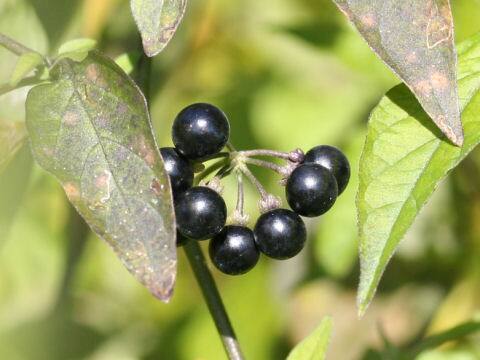 Solanum americanum