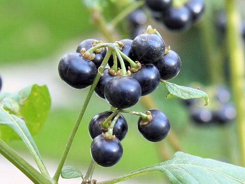 Solanum americanum